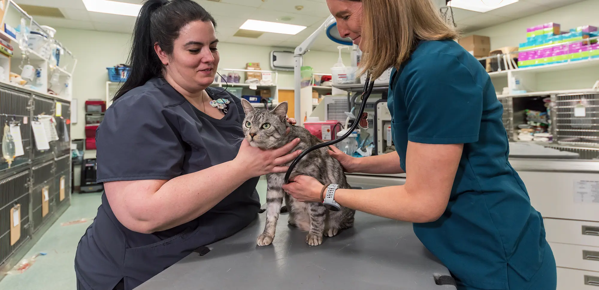About Mass-ri veterinary er