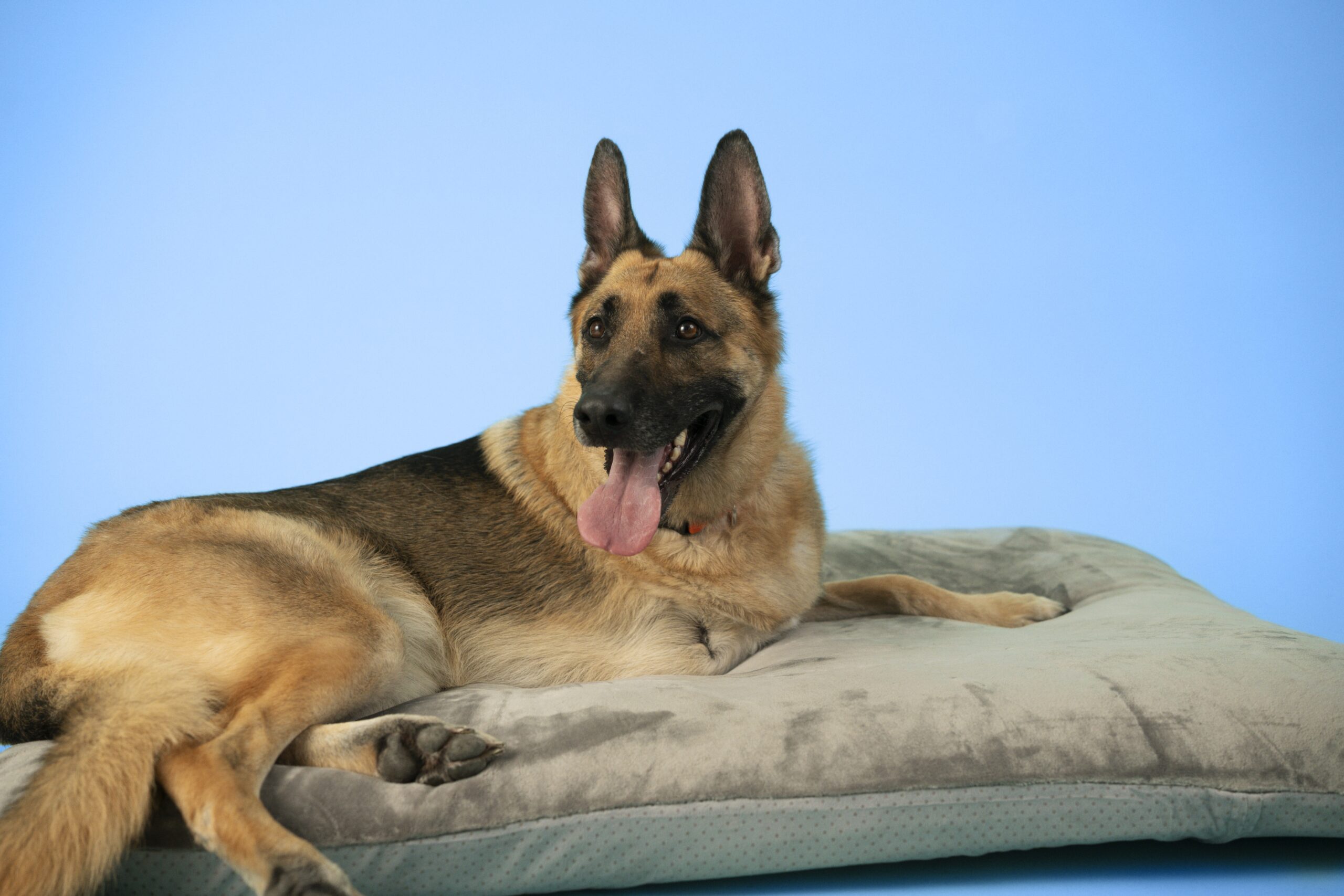 About coastal veterinary care