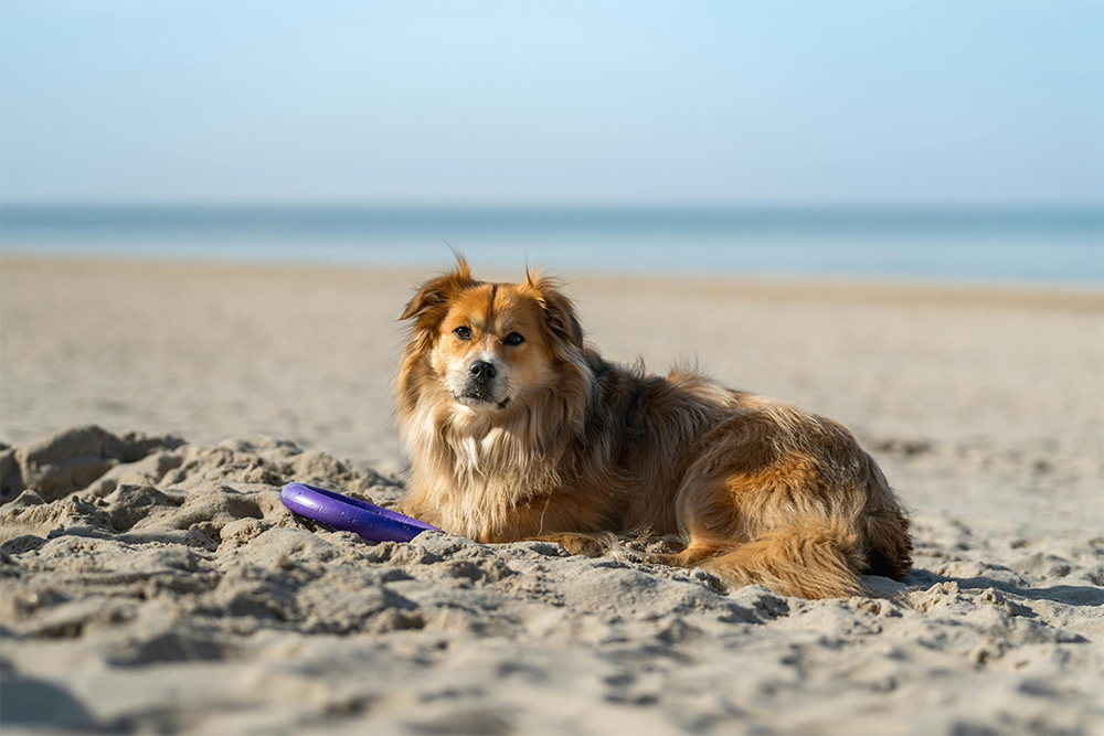 Summer Pet Emergencies - Mass RI
