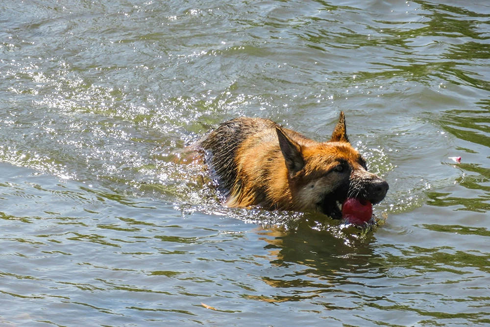 Symptoms of Secondary Drowning in Dogs: What Pet Owners Should Know